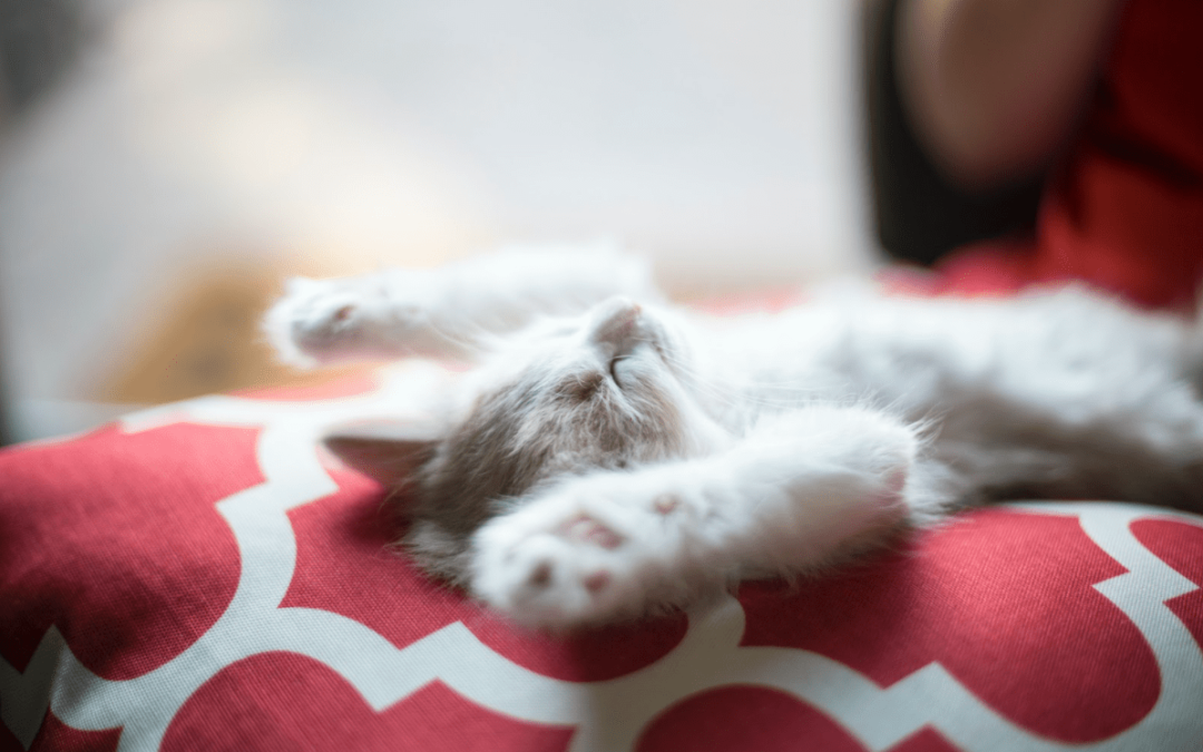 Le 3 Cause del detto “Aprile Dolce Dormire” 😴